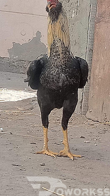 خدمة 1