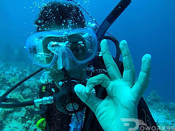 Octopus Tour