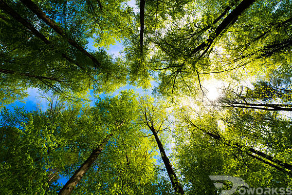 service image service image