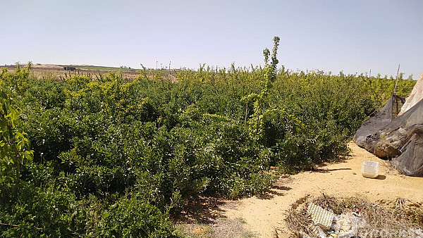 service image service image