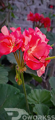 service image service image